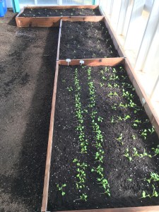 Radishes and Turnips